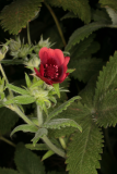 Potentilla thurberi 'Monarch's Velvet' RCP08-07 250 - Copy.jpg